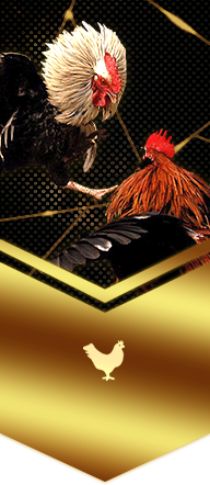 Cockfight